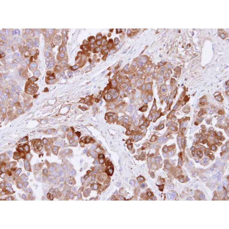 Immunohistochemistry - CBS antibody from Signalway Antibody (22188) - Antibodies.com