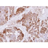 Immunohistochemistry - CBS antibody from Signalway Antibody (22188) - Antibodies.com