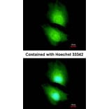 Immunofluorescence - CBS antibody from Signalway Antibody (22188) - Antibodies.com