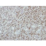 Immunohistochemistry - p84 antibody from Signalway Antibody (22511) - Antibodies.com