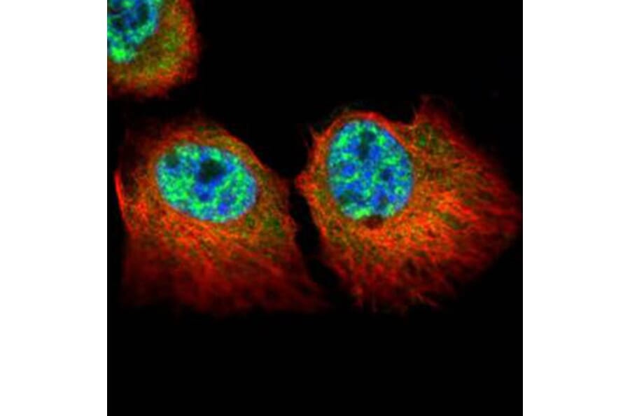 p84 antibody from Signalway Antibody (22511) - Antibodies.com