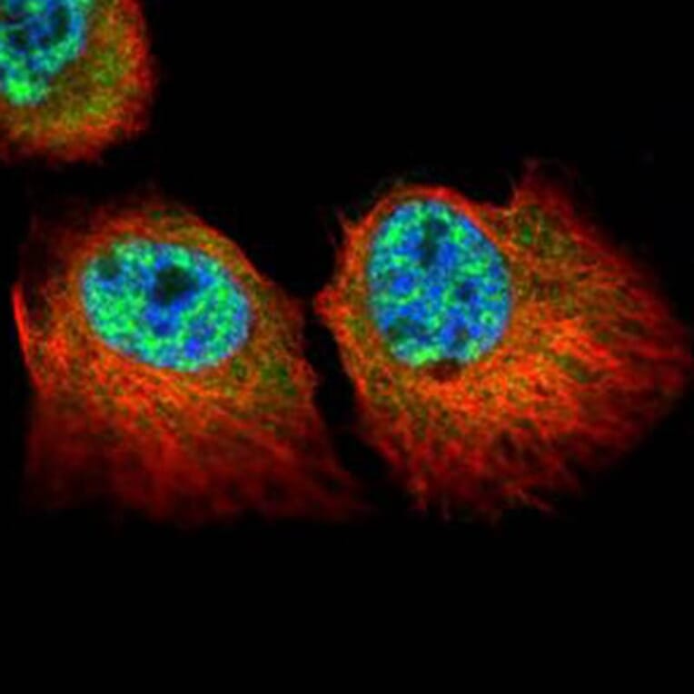 p84 antibody from Signalway Antibody (22511) - Antibodies.com