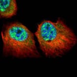 p84 antibody from Signalway Antibody (22511) - Antibodies.com