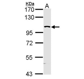 KHS antibody from Signalway Antibody (22583) - Antibodies.com