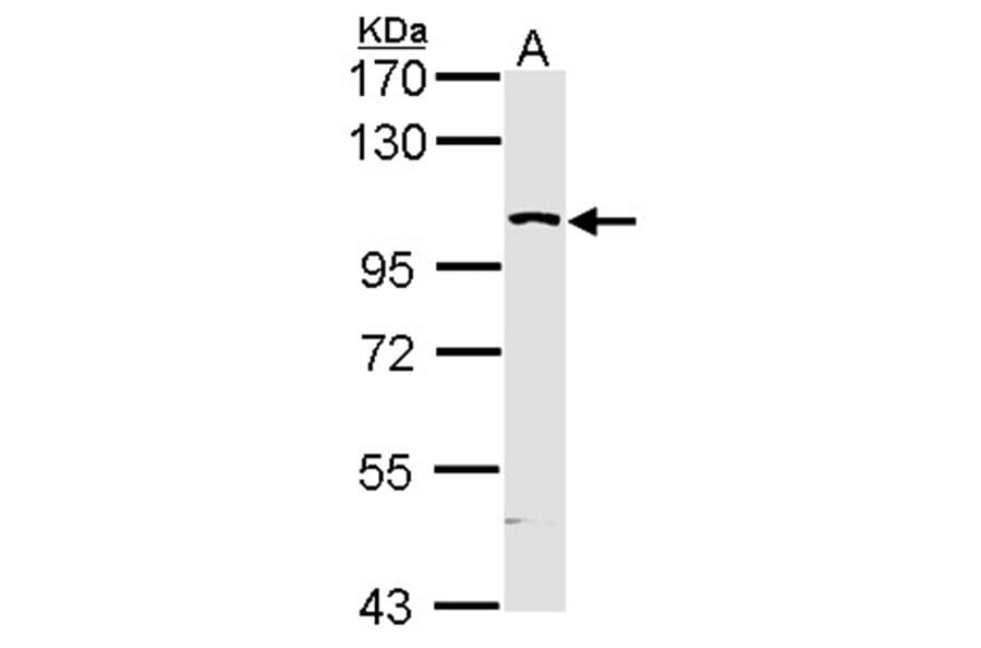 KHS antibody from Signalway Antibody (22583) - Antibodies.com