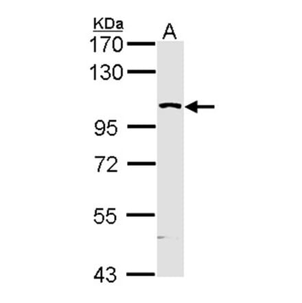 KHS antibody from Signalway Antibody (22583) - Antibodies.com
