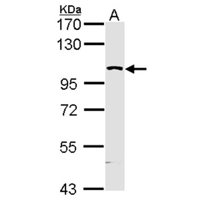 KHS antibody from Signalway Antibody (22583) - Antibodies.com