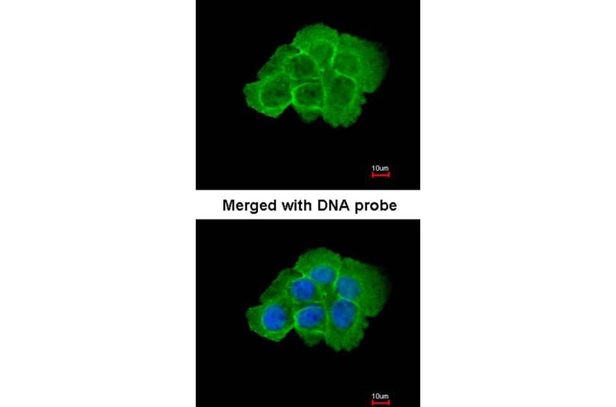 Immunofluorescence - KHS antibody from Signalway Antibody (22583) - Antibodies.com