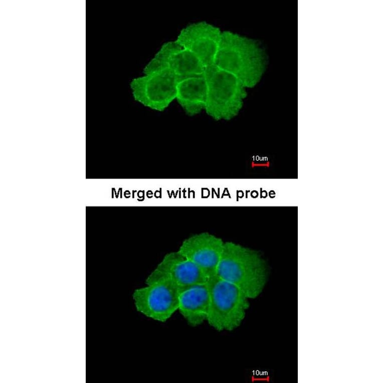 Immunofluorescence - KHS antibody from Signalway Antibody (22583) - Antibodies.com