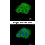 Immunofluorescence - KHS antibody from Signalway Antibody (22583) - Antibodies.com