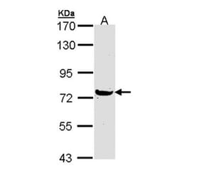 MX1 antibody from Signalway Antibody (22613) - Antibodies.com