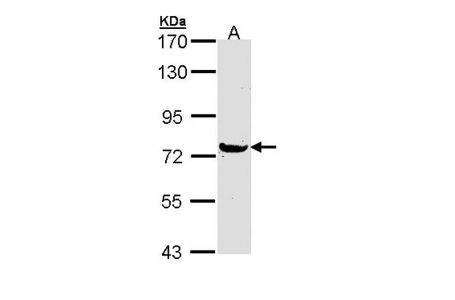 MX1 antibody from Signalway Antibody (22613) - Antibodies.com