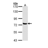 MX1 antibody from Signalway Antibody (22613) - Antibodies.com