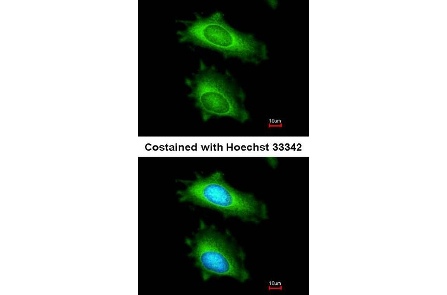 Immunofluorescence - MX1 antibody from Signalway Antibody (22613) - Antibodies.com