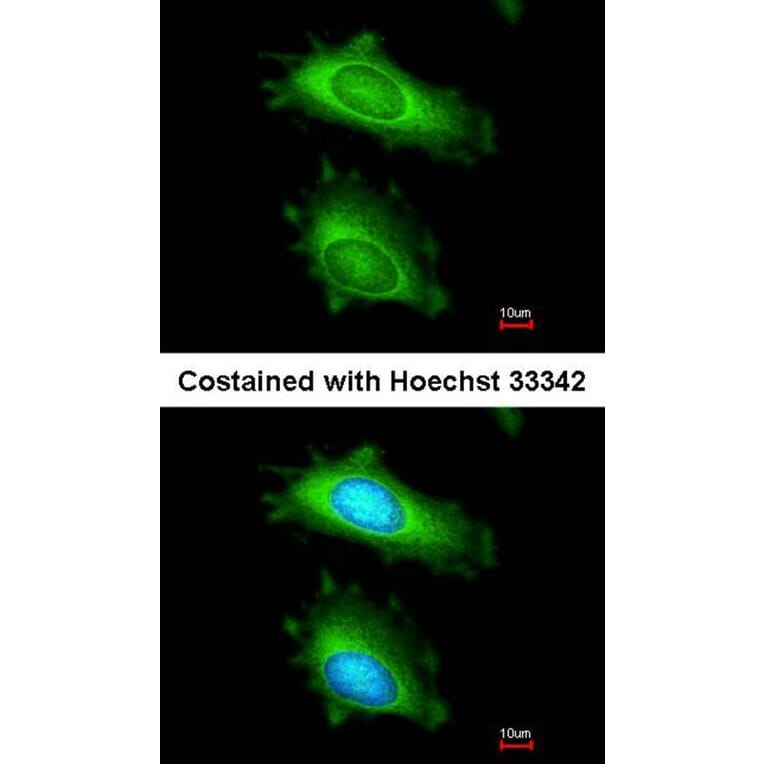 Immunofluorescence - MX1 antibody from Signalway Antibody (22613) - Antibodies.com