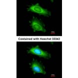 Immunofluorescence - MX1 antibody from Signalway Antibody (22613) - Antibodies.com