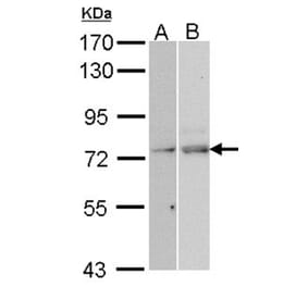 TAP antibody from Signalway Antibody (22614) - Antibodies.com