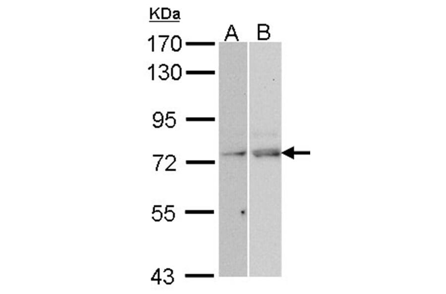 TAP antibody from Signalway Antibody (22614) - Antibodies.com