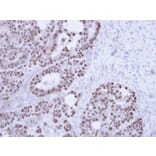 Immunohistochemistry - TAP antibody from Signalway Antibody (22614) - Antibodies.com