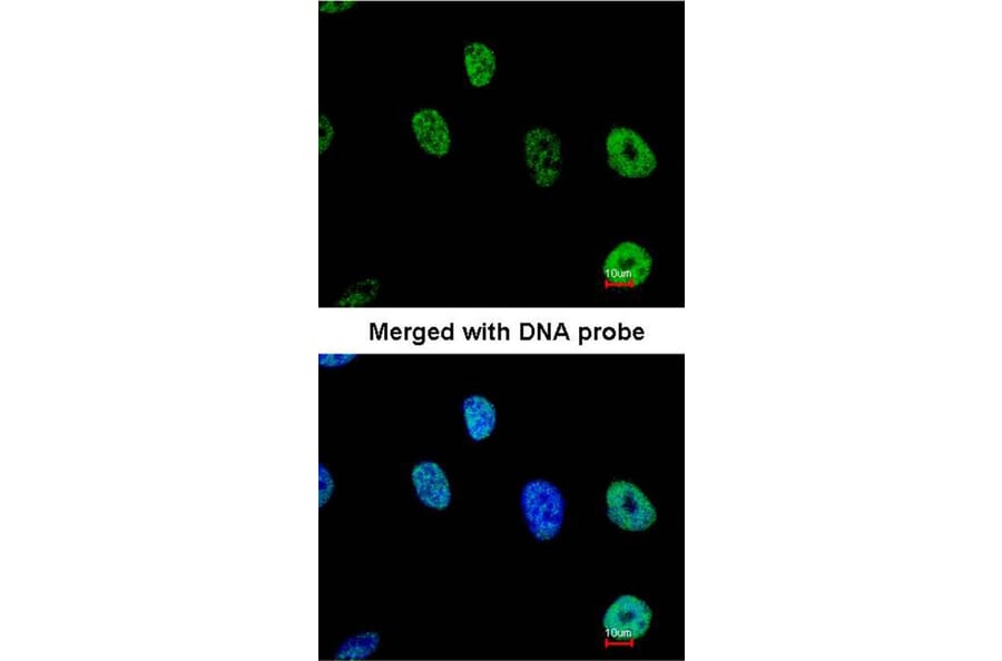 Immunofluorescence - TAP antibody from Signalway Antibody (22614) - Antibodies.com
