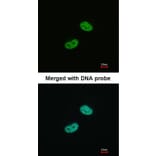 Immunofluorescence - WT1 antibody from Signalway Antibody (22694) - Antibodies.com