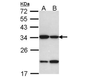 REA antibody from Signalway Antibody (22802) - Antibodies.com
