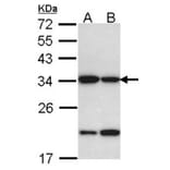 REA antibody from Signalway Antibody (22802) - Antibodies.com