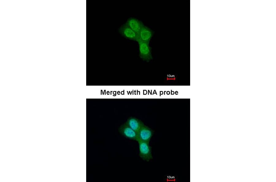 Immunofluorescence - REA antibody from Signalway Antibody (22802) - Antibodies.com