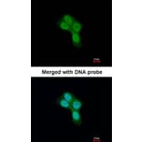 Immunofluorescence - REA antibody from Signalway Antibody (22802) - Antibodies.com