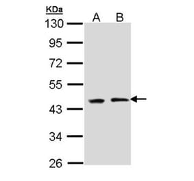 EED antibody from Signalway Antibody (22861) - Antibodies.com