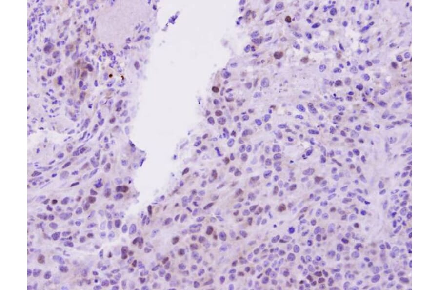 Immunohistochemistry - EED antibody from Signalway Antibody (22861) - Antibodies.com