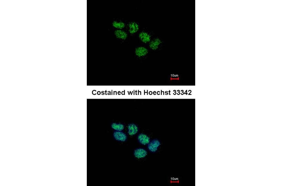 Immunofluorescence - EED antibody from Signalway Antibody (22861) - Antibodies.com