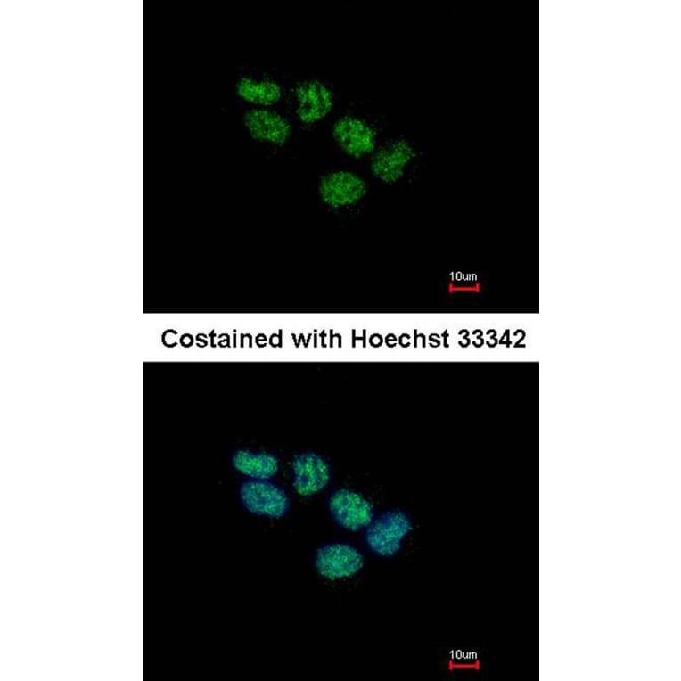 Immunofluorescence - EED antibody from Signalway Antibody (22861) - Antibodies.com