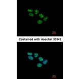 Immunofluorescence - EED antibody from Signalway Antibody (22861) - Antibodies.com