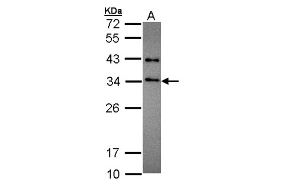 SET antibody from Signalway Antibody (23071) - Antibodies.com