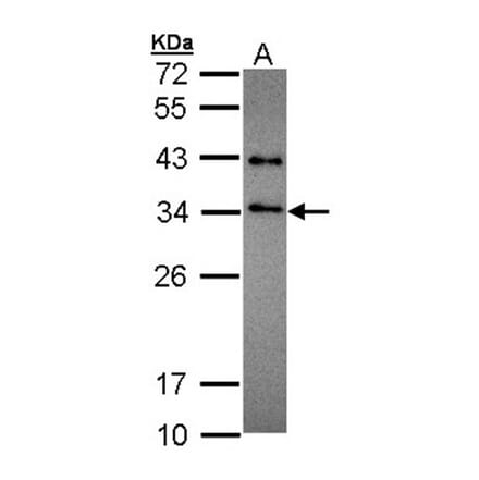 SET antibody from Signalway Antibody (23071) - Antibodies.com