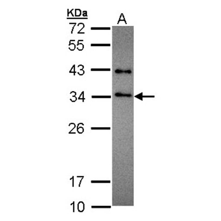 SET antibody from Signalway Antibody (23071) - Antibodies.com