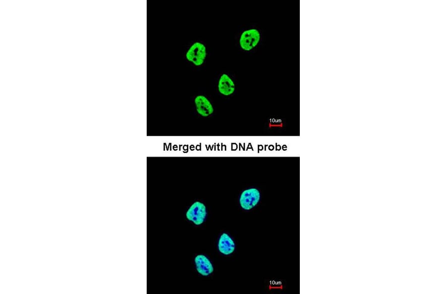 Immunofluorescence - SET antibody from Signalway Antibody (23071) - Antibodies.com
