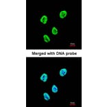 Immunofluorescence - SET antibody from Signalway Antibody (23071) - Antibodies.com