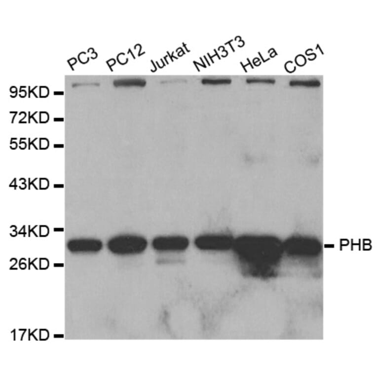Western blot - PHB Antibody from Signalway Antibody (32002) - Antibodies.com