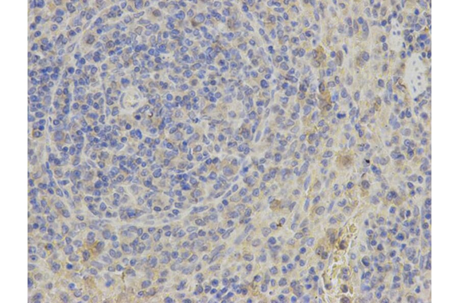 Immunohistochemistry - PHB Antibody from Signalway Antibody (32002) - Antibodies.com