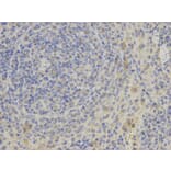 Immunohistochemistry - PHB Antibody from Signalway Antibody (32002) - Antibodies.com