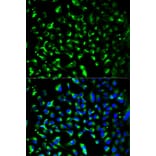 Immunofluorescence - PHB Antibody from Signalway Antibody (32002) - Antibodies.com
