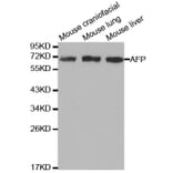 Western blot - AFP Antibody from Signalway Antibody (32006) - Antibodies.com