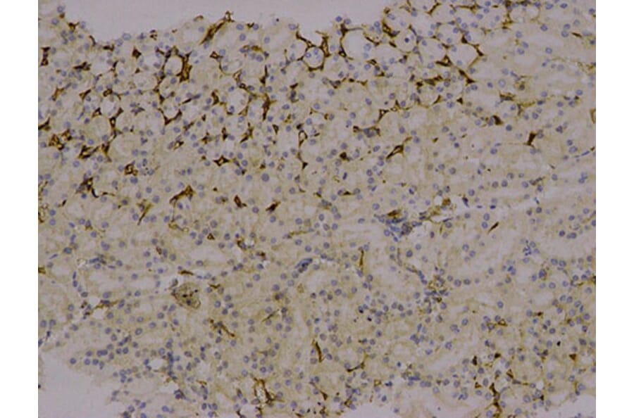 Immunohistochemistry - AFP Antibody from Signalway Antibody (32006) - Antibodies.com