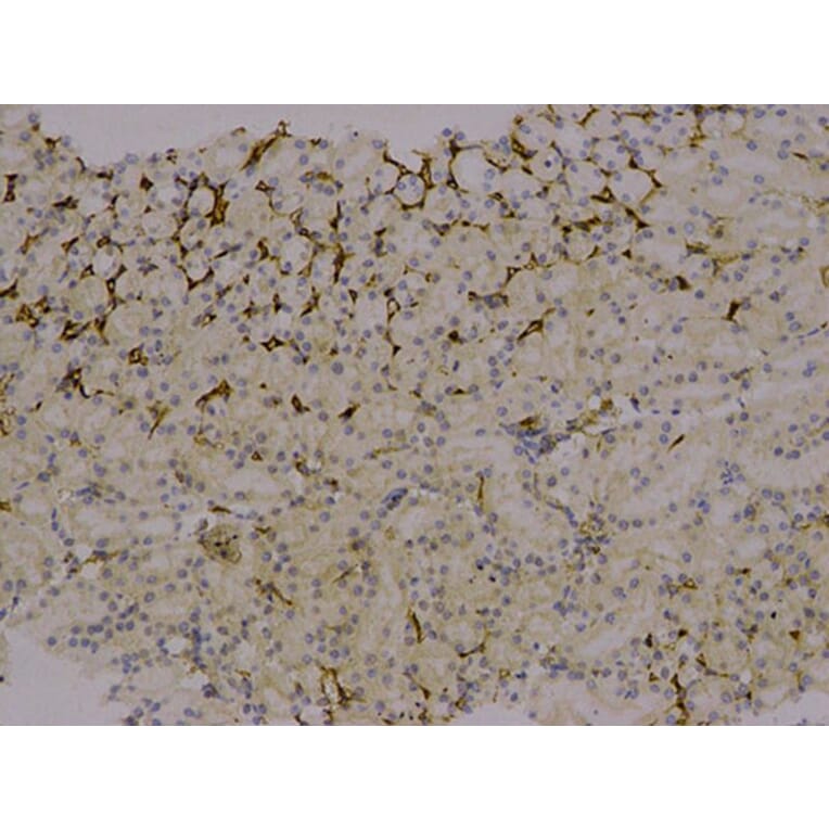 Immunohistochemistry - AFP Antibody from Signalway Antibody (32006) - Antibodies.com