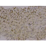 Immunohistochemistry - AFP Antibody from Signalway Antibody (32006) - Antibodies.com