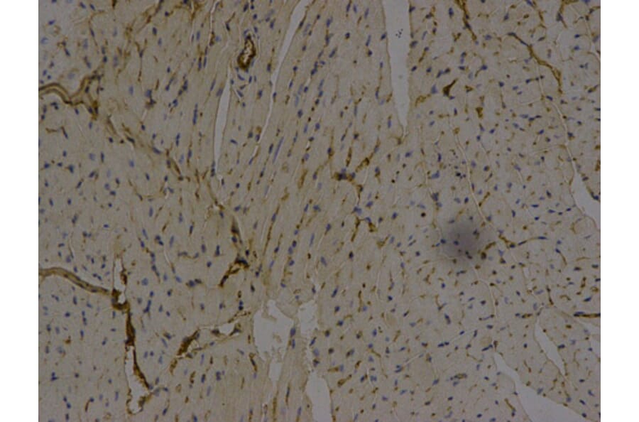 Immunohistochemistry - AFP Antibody from Signalway Antibody (32006) - Antibodies.com