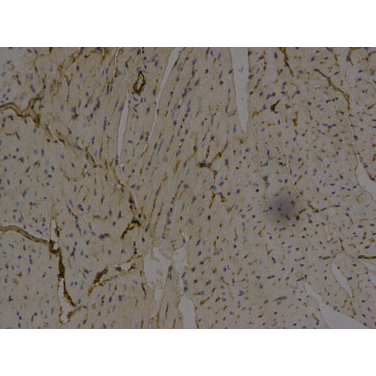 Immunohistochemistry - AFP Antibody from Signalway Antibody (32006) - Antibodies.com