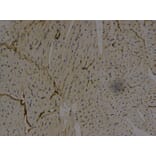 Immunohistochemistry - AFP Antibody from Signalway Antibody (32006) - Antibodies.com
